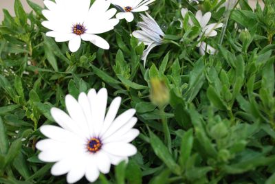 Osticade&trade; Osteospermum White 