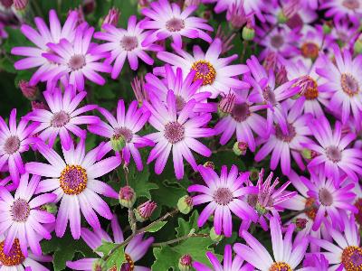 Spring-Touch Pericallis Bicolor-Pink 