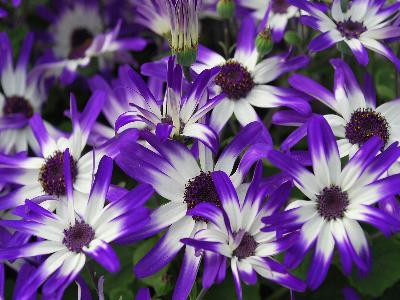 Spring-Touch Pericallis Bicolor-Purple 