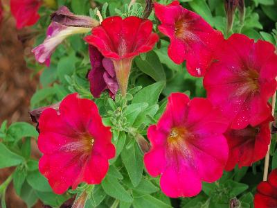 Jackson & Perkins Inc.: Petunia Bordeaux-Ray 