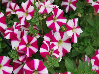 Cascadias Petunia Burgundy-Bicolor 