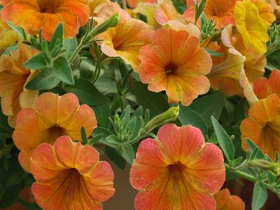 Danziger 'Dan' Flower Farm: Cascadias Petunia Indian-Summer 