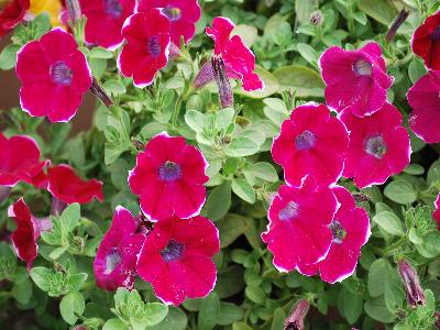 Danziger 'Dan' Flower Farm: Cascadias Petunia Rim-Chianti 