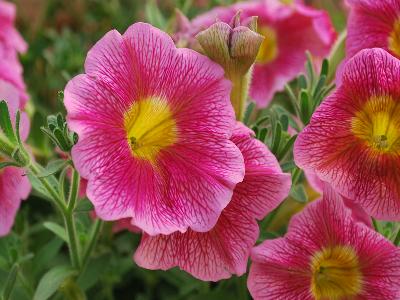 Danziger 'Dan' Flower Farm: Great-Marvel Petunia Pink 