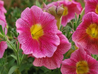 Great-Marvel Petunia Pink 