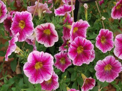 Danziger 'Dan' Flower Farm: Great-Marvel Petunia Purple 