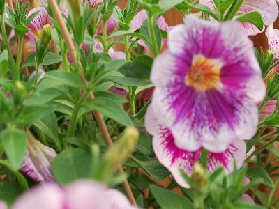 Danziger 'Dan' Flower Farm: Great-Marvel Petunia Violet 