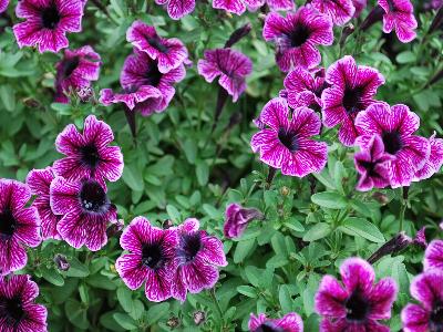 Danziger 'Dan' Flower Farm: Littletunia Petunia Pink-Vein 