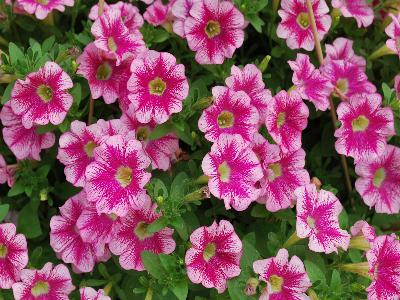 Marvel-Beauty Petunia Cranberry 