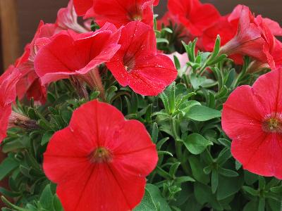 Jackson & Perkins Inc.: Petunia Scarlet-Ray 