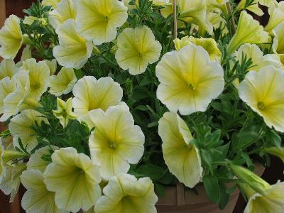  Petunia Sunshine-Ray 