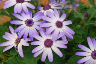 Spring Touch™ Pericallis Bicolor Purple 