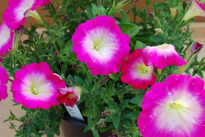 Danziger 'Dan' Flower Farm: Fantasy™ Petunia Hot Pink 