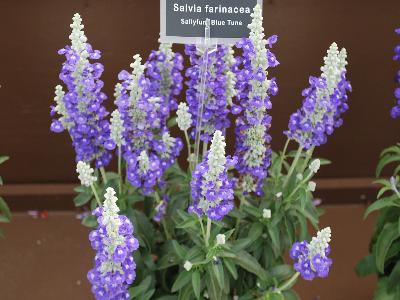 Sallyfun Salvia Blue-Tune 