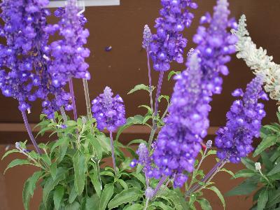 Sallyfun Salvia Blue 