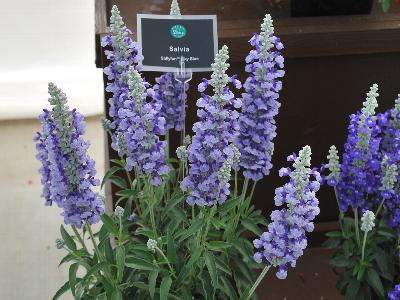Sallyfun Salvia Sky-Blue 