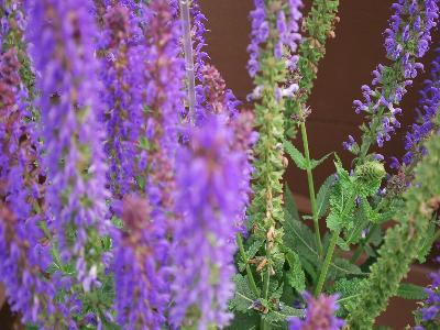 Sallyrosa Salvia April-Night 