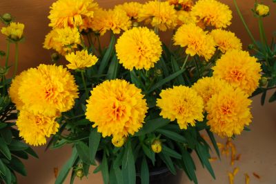 Solanna™ Calendula Golden Sphere 