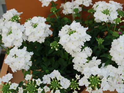 Danziger 'Dan' Flower Farm: Donalena™ Verbena Pure White 