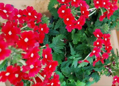 Danziger 'Dan' Flower Farm: Donalena™ Verbena Red Lips 