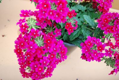 Danziger 'Dan' Flower Farm: Donalena™ Verbena Red Wine 