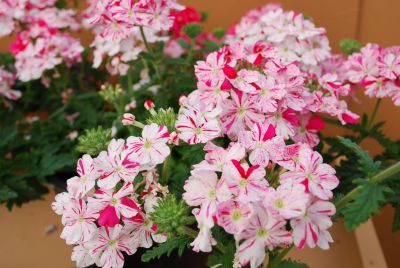 Danziger 'Dan' Flower Farm: Donalena™ Verbena Twinkle Deep Pink 