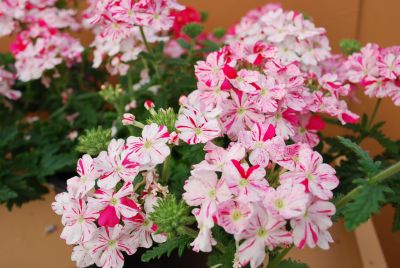 Donalena™ Verbena Twinkle Deep Pink 