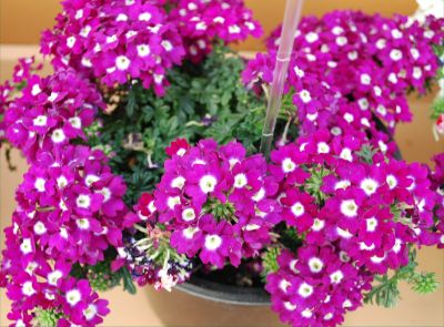 Danziger 'Dan' Flower Farm: Veralena™ Verbena Indigo 