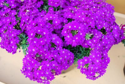 Danziger 'Dan' Flower Farm: Veralena™ Verbena Purple Improved 
