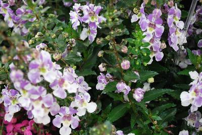 Angelonia Angelos® 'Bicolor'