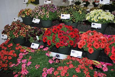 Seen @ Spring Trials 2016.: From Vivero International @ GroLink Spring Trials 2016.  Verbena, Petunias, Crazytunias® and more....