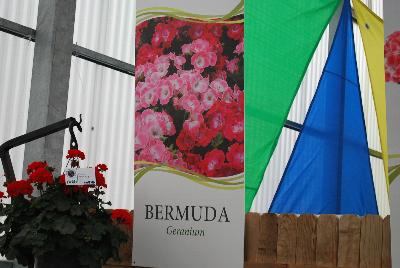  Bermuda™ Geranium  : From Vivero International @ GroLink Spring Trials 2016.  Verbena, Petunias, Crazytunias™ and more....