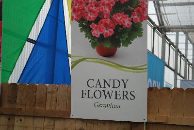  Candy Flowers™ Geranium  : From Vivero International @ GroLink Spring Trials 2016.  Verbena, Petunias, Crazytunias™ and more....