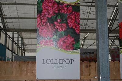  Lollipop™ Geranium  : From Vivero International @ GroLink Spring Trials 2016.  Verbena, Petunias, Crazytunias™ and more....