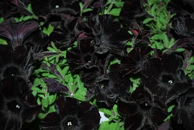 Petunia Crazytunia® 'Black Mamba'