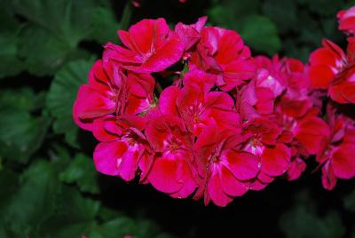 Geranium Hot Spot™ 'Purple'