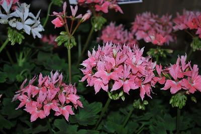 Geranium Summer Twist™ 'Rose'