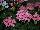 Vivero International: Geranium ivy 'Rose' 