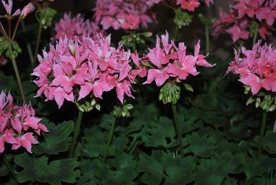 Geranium Summer Twist™ 'Rose'