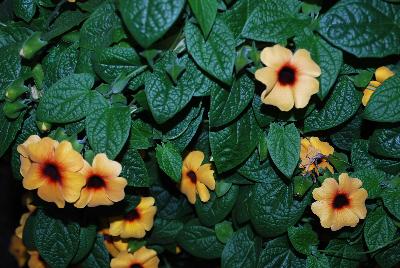 Thunbergia Arizona 'Terracotta'