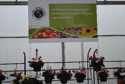 Seen @ Spring Trials 2016.: Welcome to Vivero International @ GroLink Spring Trials, 2016.  North America's premier supplier for unrooted cuttings of geraniums and spring plants.