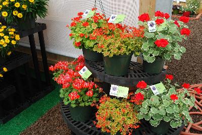 Vivero International, 2015: Welcome to Vivero International @ GroLink, Spring Trials 2015 featuring PAC&reg; Geraniums.