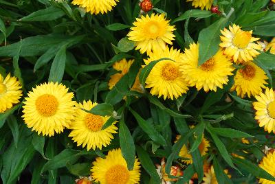 Bracteantha Cottage 'Yellow'