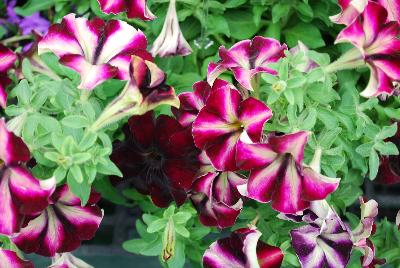 Petunia Crazytunia® 'Pulse'