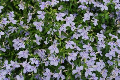 Lobelia Hot® 'Waterblue'