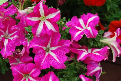 Petunia Crazytunia® 'Pink Frills'