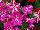 Vivero International: Petunia  'Pink Frills' 