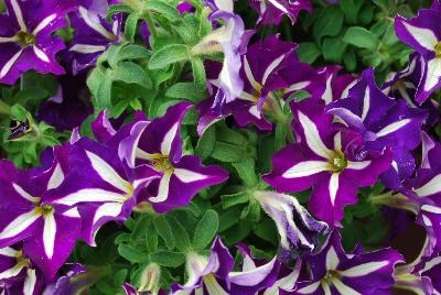 Petunia Crazytunia® 'Lucky Lilac'