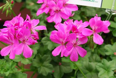  Geranium Sugar Babe 