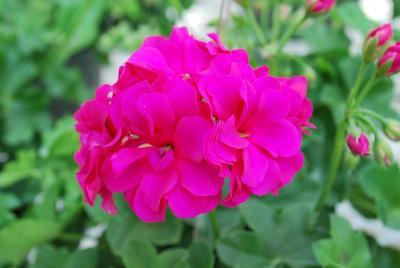 pac® Geranium Dandy Violet 